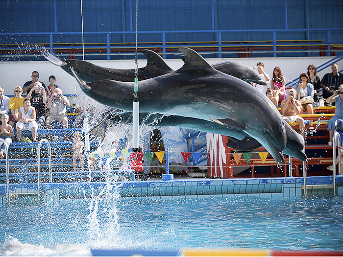 Картинки по запросу дельфинарий набережные челны